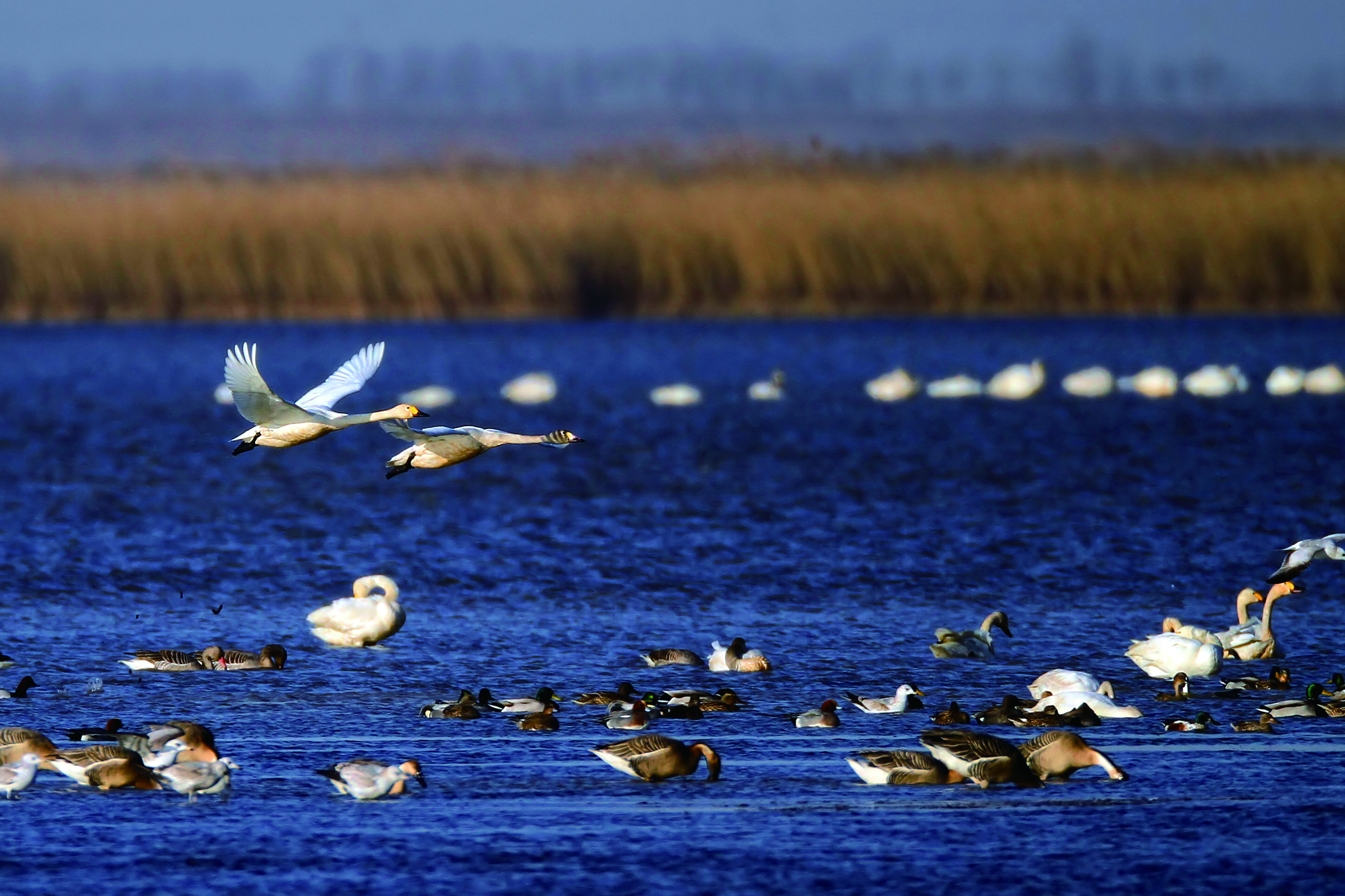 新和县：湿地飞鸟成群 -天山网 - 新疆新闻门户