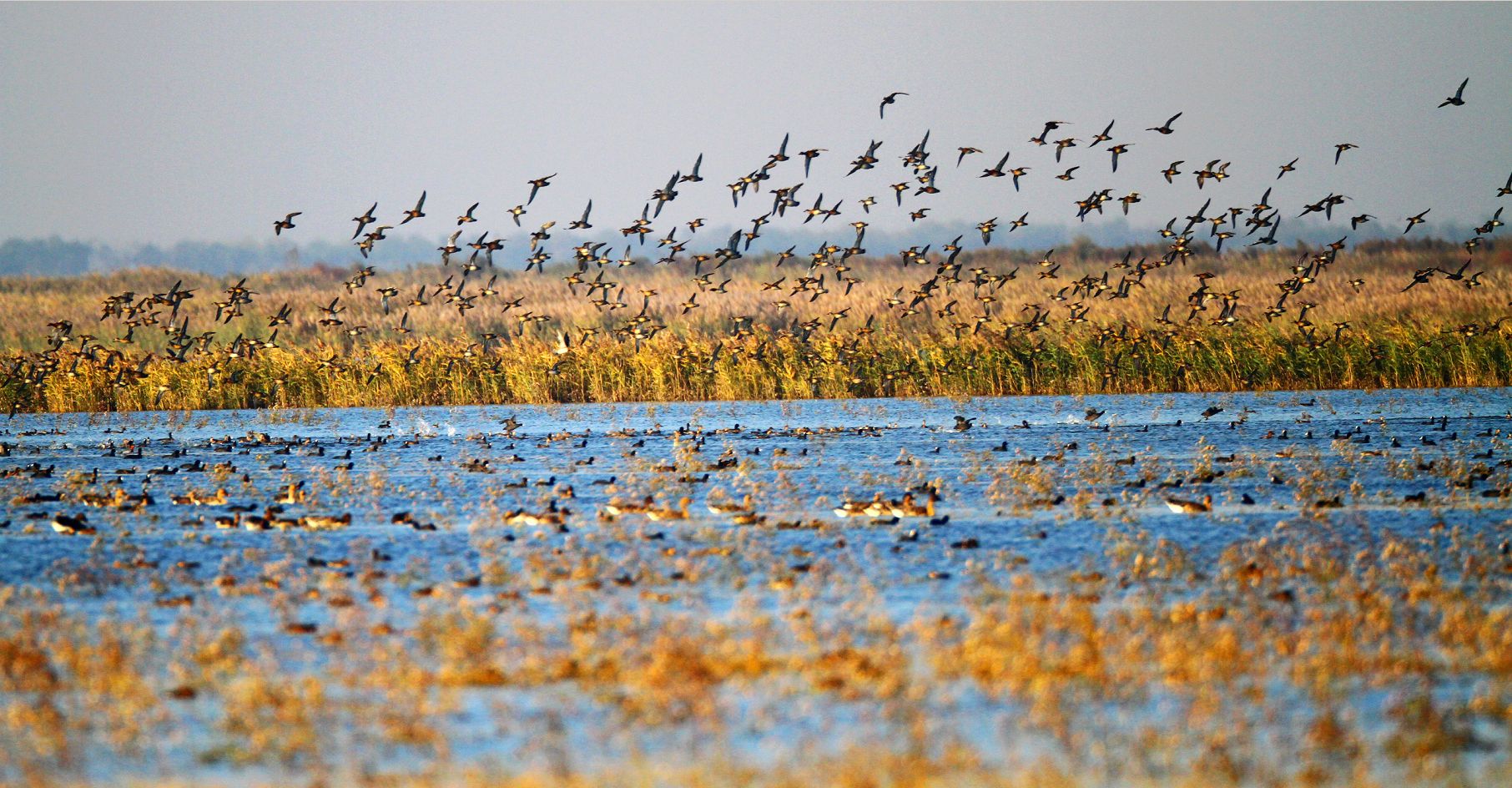 北大港湿地召开2020年秋冬季野生动物保护工作会议 - 救护中心 - 天津北大港湿地管理中心网站